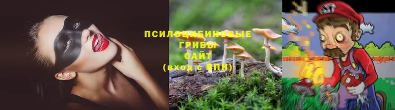 цена   Бокситогорск  Галлюциногенные грибы Psilocybe 